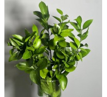 Рускус
