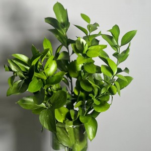 Рускус