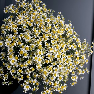 Матрикария